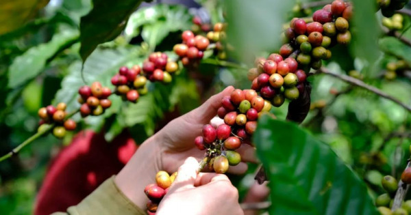Giá nông sản ngày 16/12/2025: Cà phê và hồ tiêu cùng giảm sâu