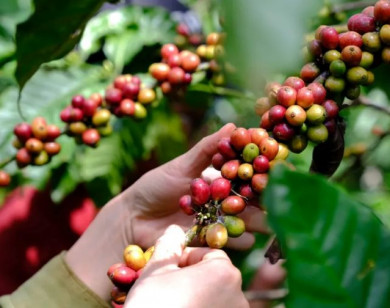 Giá nông sản ngày 16/12/2025: Cà phê và hồ tiêu cùng giảm sâu