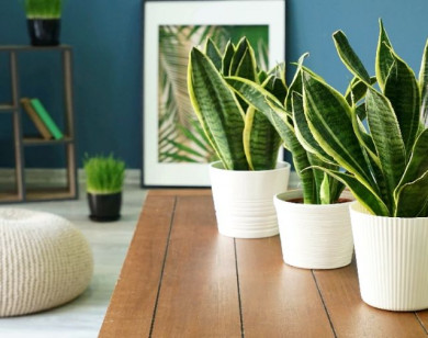 Top 8 loại cây cảnh hút bụi mịn cực tốt, nên trồng trong nhà