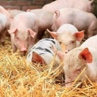 Giá heo hơi ngày 16/12/2025: Tăng nóng trở lại