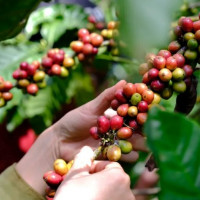 Giá nông sản ngày 16/12/2025: Cà phê và hồ tiêu cùng giảm sâu