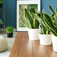 Top 8 loại cây cảnh hút bụi mịn cực tốt, nên trồng trong nhà