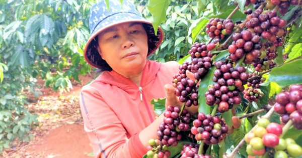 Giá nông sản ngày 17/12/2025: Cà phê tiếp tục giảm sâu, hồ tiêu tăng nhẹ trở lại