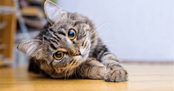 Con số may mắn tài lộc ngày 18/12/2025 của 12 con giáp