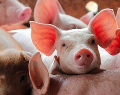 Giá heo hơi ngày 17/12/2025: Miền Bắc lập đỉnh mới 66.000 đồng/kg