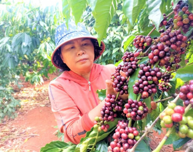 Giá nông sản ngày 17/12/2025: Cà phê tiếp tục giảm sâu, hồ tiêu tăng nhẹ trở lại