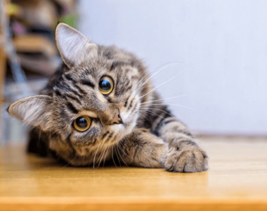 Con số may mắn tài lộc ngày 18/12/2025 của 12 con giáp