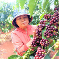 Giá nông sản ngày 17/12/2025: Cà phê tiếp tục giảm sâu, hồ tiêu tăng nhẹ trở lại