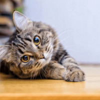 Con số may mắn tài lộc ngày 18/12/2025 của 12 con giáp