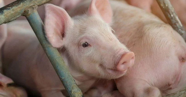 Giá heo hơi ngày 18/12/2025: Tiếp đà tăng mạnh, miền Bắc chạm mốc 67.000 đồng/kg