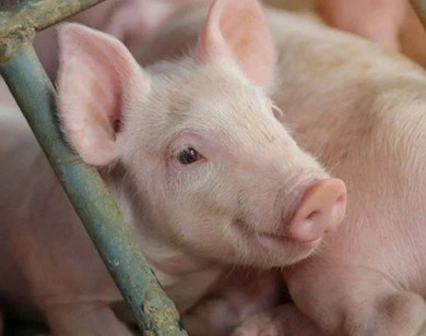 Giá heo hơi ngày 18/12/2025: Tiếp đà tăng mạnh, miền Bắc chạm mốc 67.000 đồng/kg