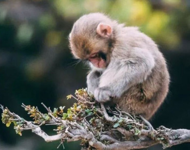 Con số may mắn tài lộc ngày 19/12/2025 của 12 con giáp