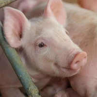 Giá heo hơi ngày 18/12/2025: Tiếp đà tăng mạnh, miền Bắc chạm mốc 67.000 đồng/kg