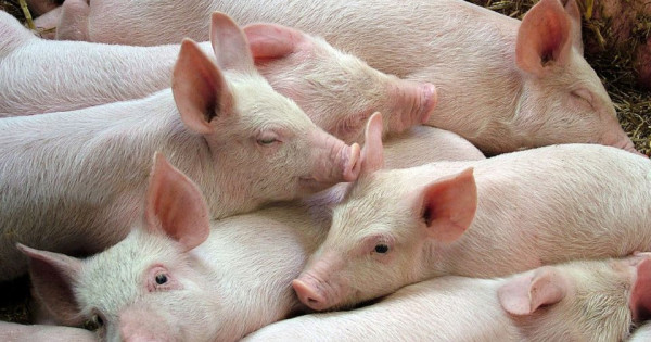 Giá heo hơi ngày 19/12/2025: Tiếp tục tăng mạnh, miền Bắc lên đỉnh 68.000 đồng/kg