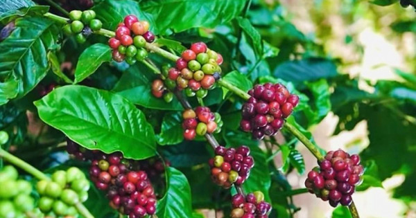 Giá nông sản ngày 19/12/2025: Cà phê và hồ tiêu cùng giảm mạnh