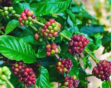 Giá nông sản ngày 19/12/2025: Cà phê và hồ tiêu cùng giảm mạnh