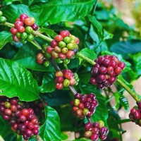 Giá nông sản ngày 19/12/2025: Cà phê và hồ tiêu cùng giảm mạnh