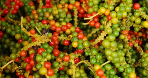 Giá nông sản 23/12/2025: Cà phê và hồ tiêu cùng tăng