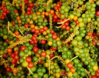 Giá nông sản 23/12/2025: Cà phê và hồ tiêu cùng tăng