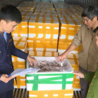 Thanh Hóa: Phát hiện hơn 10 tấn cá khoai ướp chất cấm Formol nhập từ Trung Quốc