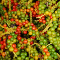 Giá nông sản 23/12/2025: Cà phê và hồ tiêu cùng tăng