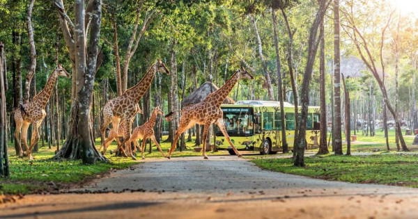 10 năm Vinpearl Safari Phú Quốc: Dấu ấn tiên phong của safari bán hoang dã đầu tiên tại Việt Nam