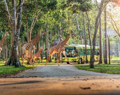10 năm Vinpearl Safari Phú Quốc: Dấu ấn tiên phong của safari bán hoang dã đầu tiên tại Việt Nam
