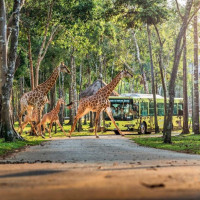 10 năm Vinpearl Safari Phú Quốc: Dấu ấn tiên phong của safari bán hoang dã đầu tiên tại Việt Nam