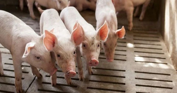 Giá heo hơi ngày 25/12/2025: Tiếp đà tăng tại miền Trung và miền Nam 