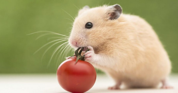 Con số may mắn tài lộc ngày 26/12/2025 của 12 con giáp