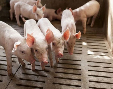 Giá heo hơi ngày 25/12/2025: Tiếp đà tăng tại miền Trung và miền Nam 