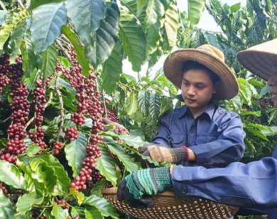 Giá nông sản ngày 25/12/2025: Cà phê bật tăng mạnh trở lại