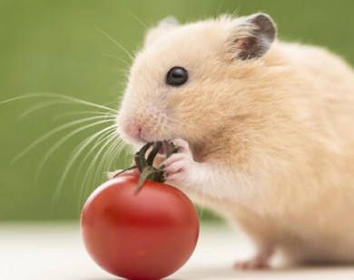 Con số may mắn tài lộc ngày 26/12/2025 của 12 con giáp