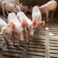 Giá heo hơi ngày 25/12/2025: Tiếp đà tăng tại miền Trung và miền Nam 