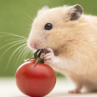 Con số may mắn tài lộc ngày 26/12/2025 của 12 con giáp