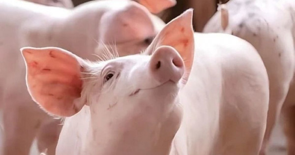 Giá heo hơi ngày 26/12/2025: Tăng giảm trái chiều tại các địa phương