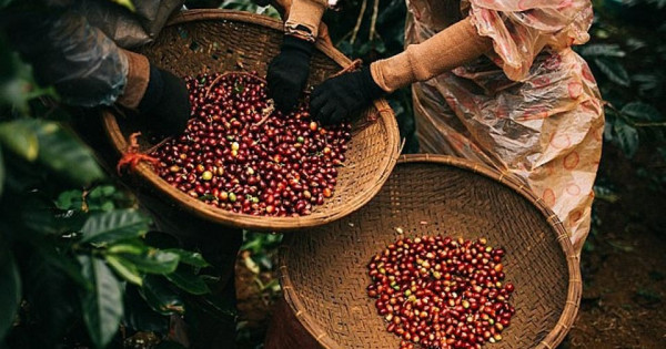 Giá nông sản ngày 26/12/2025: Cà phê và hồ tiêu cùng tăng