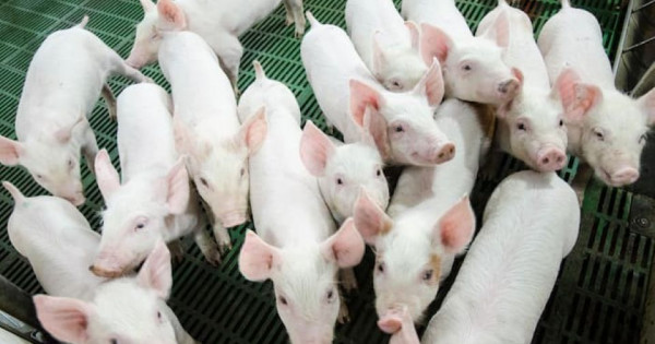Giá heo hơi ngày 28/12/2025: Nguồn cung dần ổn định, mặt bằng giá bắt đầu hạ nhiệt