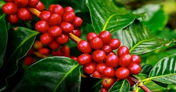 Giá nông sản ngày 28/12/2025: Cà phê bật tăng mạnh