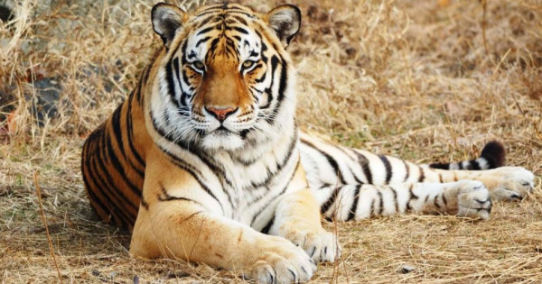 Con số may mắn tài lộc ngày 29/12/2025 của 12 con giáp