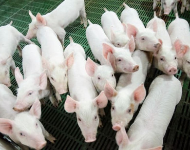 Giá heo hơi ngày 28/12/2025: Nguồn cung dần ổn định, mặt bằng giá bắt đầu hạ nhiệt