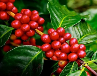 Giá nông sản ngày 28/12/2025: Cà phê bật tăng mạnh