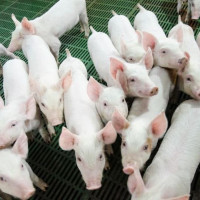 Giá heo hơi ngày 28/12/2025: Nguồn cung dần ổn định, mặt bằng giá bắt đầu hạ nhiệt