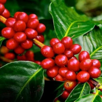 Giá nông sản ngày 28/12/2025: Cà phê bật tăng mạnh