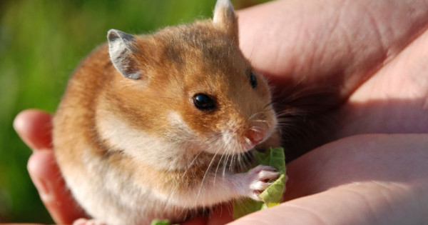 Con số may mắn tài lộc ngày 30/12/2025 của 12 con giáp