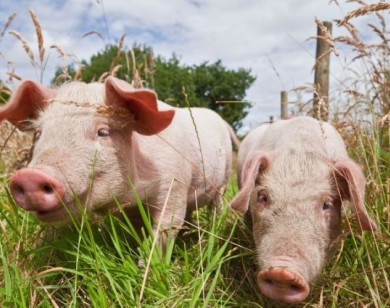 Giá heo hơi ngày 29/12/2025: Ổn định trên cả nước