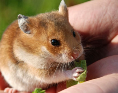 Con số may mắn tài lộc ngày 30/12/2025 của 12 con giáp