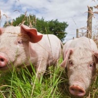 Giá heo hơi ngày 29/12/2025: Ổn định trên cả nước