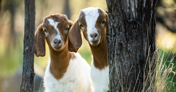 Con số may mắn tài lộc ngày 31/12/2025 của 12 con giáp