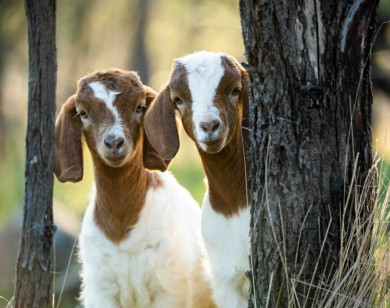 Con số may mắn tài lộc ngày 31/12/2025 của 12 con giáp